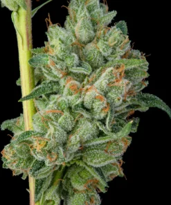 Khalifa Kush kk