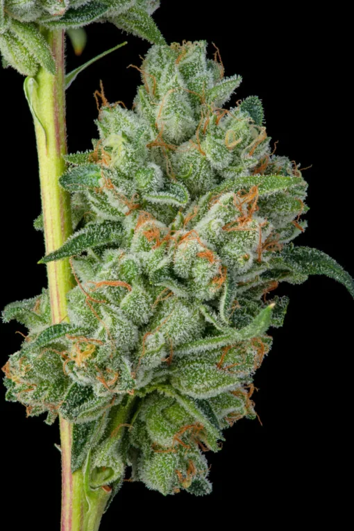 Khalifa Kush kk